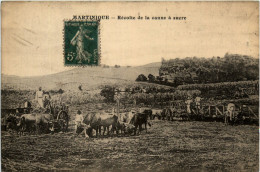 Martinique - Recolte De La Canne A Sucre - Autres & Non Classés