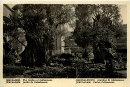 Jerusalem - Jardin De Gethsemanie - Israël