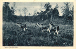 Kurische Nehrung - Ostpreussen - Ostpreussen