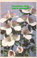 R419975 White Flowers. Postcard - World