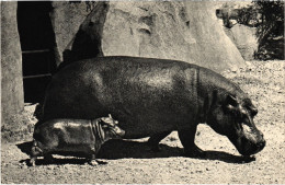 CPA Paris Bois De Vincennes Hippopotame (1390808) - Musei