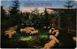 CPA Pig Farm Vogesen Guerre (1390329) - Andere & Zonder Classificatie