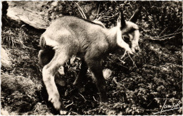 CPM Animaux De La MOntagne Petit Chamois (1390718) - Sonstige & Ohne Zuordnung