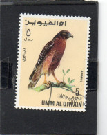 Umm Al Qiwain - Yemen - Aquila - Aigles & Rapaces Diurnes