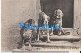 228931 SWITZERLAND ST BERNARD THE THREE DOG MOUNTAIN HEROES POSTAL POSTCARD - Autres & Non Classés