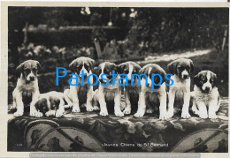 228932 SWITZERLAND ST BERNARD THE VERY DOG POSTAL POSTCARD - Andere & Zonder Classificatie