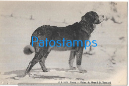 228934 SWITZERLAND BARRY ST BERNARD DOG POSTAL POSTCARD - Andere & Zonder Classificatie