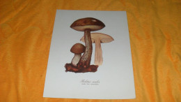 PLANCHE ANCIENNE VITATHION LES LABORATOIRES SERVIER../ CHAMPIGNON..BOLETUS SCABER..ASSEZ BON COMESTIBLE. - Publicités