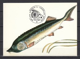 Carte Maximum 1995 - POISSONS - ESTURGEON - Fishes