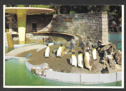 Vancouver  Colombie Britannique Canada - Penguins In Stanley Park - No: KS-3733 - Photo George Weinhaupl - Vancouver