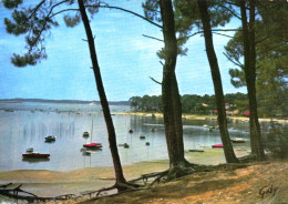 33 - Gironde -  Bassin D ARCACHON - La Pointe Aux Chevaux - Arcachon