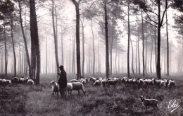 40 - Landes -  SAINT VINCENT  De TYROSSE - Moutons Au Paturage Matinal - Saint Vincent De Tyrosse