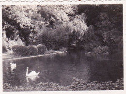 Photo 5.8 X 4.5 -  COGNAC ( 16 ) Jardin Public - Aout 1934 - Plaatsen