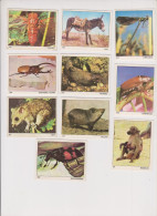 Images Jeunesse Collection "Tous Les Animaux" Lot De 10 - Sonstige & Ohne Zuordnung