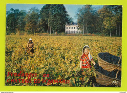 21 Vendanges Château De Pommard Vers Beaune N°1535 J.L Laplanche Propriétaire En 1974 Vignes Raisin Enfant - Weinberge
