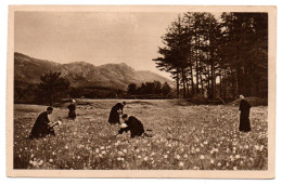 Thorenc. Sanatorium Du Clergé De France. La Cueillette Des Narcisses - Autres & Non Classés