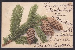 Cones ... / Year 1902 / Long Line Postcard Circulated, 2 Scans - Andere & Zonder Classificatie