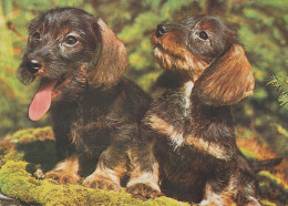 DOG Animals Vintage Postcard CPSM #PAN657.A - Perros