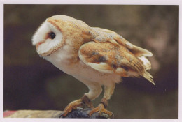 VOGEL Tier Vintage Ansichtskarte Postkarte CPSM #PAN361.A - Oiseaux