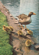 VOGEL Tier Vintage Ansichtskarte Postkarte CPSM #PAN321.A - Oiseaux