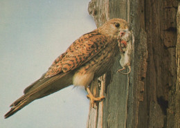 PÁJARO Animales Vintage Tarjeta Postal CPSM #PAN253.A - Birds