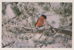 VOGEL Tier Vintage Ansichtskarte Postkarte CPSM #PAM655.A - Pájaros