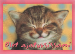 GATTO KITTY Animale Vintage Cartolina CPSM #PAM643.A - Gatos