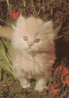 KATZE MIEZEKATZE Tier Vintage Ansichtskarte Postkarte CPSM #PAM485.A - Gatos