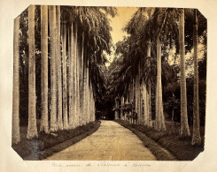 Colombo , Sri Lanka Ceylan Ceylon * Avenue De Palmiers * Grande Photo Albuminée Circa 1885/1910 Format 25x20cm - Sri Lanka (Ceylon)