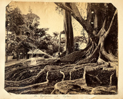 Colombo , Sri Lanka Ceylan Ceylon * La Végétation * Grande Photo Albuminée Circa 1885/1910 Format 26.5x21.5cm - Sri Lanka (Ceilán)