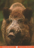 PIGS Tier Vintage Ansichtskarte Postkarte CPSM #PBR783.A - Maiali