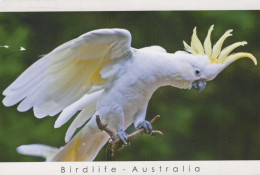 BIRD Animals Vintage Postcard CPSM #PBR384.A - Birds