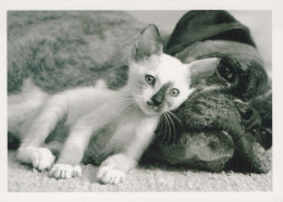 CHAT CHAT Animaux Vintage Carte Postale CPSM #PBR022.A - Katzen