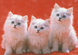 CAT KITTY Animals Vintage Postcard CPSM #PBQ928.A - Katzen