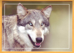 2015 Moldova Moldavie Moldau  Fauna Wildlife. Postcard With An Original Postage Stamp.  Wolf. - Moldawien (Moldau)