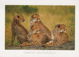 LEOPARD Animaux Vintage Carte Postale CPSM #PBS048.A - Other & Unclassified
