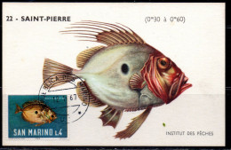 REPUBBLICA DI SAN MARINO 1967 PESCHI FISHES POISSONS PESCE SAN S. PIETRO LIRE 4 MAXI MAXIMUM CARD CARTOLINA CARTE - FDC