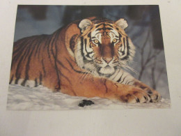 CP CARTE POSTALE ANIMAUX TIGRE De SIBERIE WWF - Vierge - Other & Unclassified