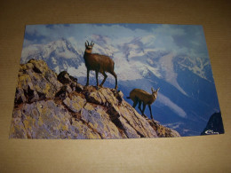 CP CARTE POSTALE ANIMAUX Des MONTAGNES : Le CHAMOIS - VIERGE - Sonstige & Ohne Zuordnung