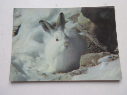 CP CARTE POSTALE ANIMAUX LIEVRE VARIABLE Ou LIEVRE BLANC - Ecrite En 1984.       - Autres & Non Classés