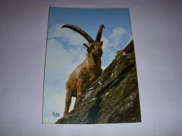 CP CARTE POSTALE ANIMAUX BOUQUETIN - ECRITE - Sonstige & Ohne Zuordnung