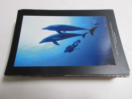 CP CARTE POSTALE ANIMAUX GRANDS DAUPHINS - Vierge - Dolphins