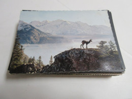 CP CARTE POSTALE ANIMAUX Des MONTAGNES CHAMOIS Dans Les ALPES - Vierge - Andere & Zonder Classificatie