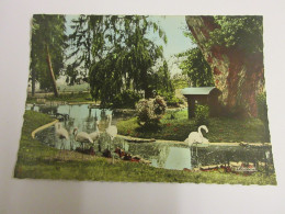 CP CARTE POSTALE ALLIER VICHY Le BASSIN Des CYGNES Et FLAMANTS - Ecrite En 1951 - Vichy