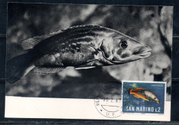 REPUBBLICA DI SAN MARINO 1967 PESCHI FISHES POISSONS PESCE LABRO PAVONE LIRE 2 MAXI MAXIMUM CARD CARTOLINA CARTE - FDC