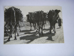 CP CARTE POSTALE ALGERIE COLOMB BECHAR Les CHAMEAUX - Ecrite En 1954 - Bechar (Colomb Béchar)