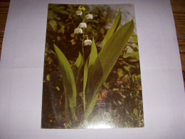 CP CARTE POSTALE 1er MAI MUGUET PORTE BONHEUR - ECRITE En 1981 - Autres & Non Classés