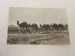 CP CARTE POSTALE AFRIQUE ALGERIE Une CARAVANE De CHAMEAUX - Ecrite En 1938 - Algerien