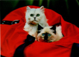 2 Chats- Cats - Katzen-   Poezen In Reistas - 3D - Cats