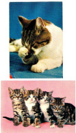 2 Cartes Chat  - Cats,kitten - Katzen- Poesjes - Cats